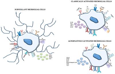 The Pathophysiological Role of Microglia in Dynamic Surveillance, Phagocytosis and Structural Remodeling of the Developing CNS